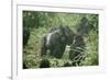 Mountain Gorilla Male Silverback-Adrian Warren-Framed Photographic Print