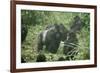 Mountain Gorilla Male Silverback-Adrian Warren-Framed Photographic Print