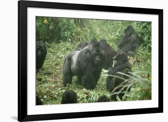 Mountain Gorilla Male Silverback-Adrian Warren-Framed Photographic Print