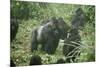 Mountain Gorilla Male Silverback-Adrian Warren-Mounted Photographic Print