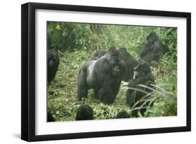 Mountain Gorilla Male Silverback-Adrian Warren-Framed Photographic Print