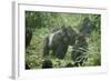 Mountain Gorilla Male Silverback-Adrian Warren-Framed Photographic Print