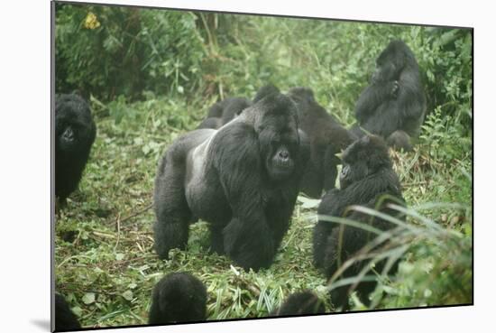 Mountain Gorilla Male Silverback-Adrian Warren-Mounted Photographic Print