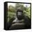 Mountain Gorilla Male-Adrian Warren-Framed Stretched Canvas