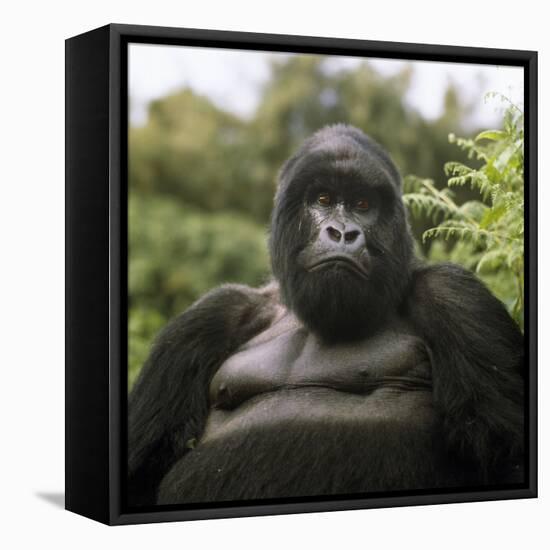 Mountain Gorilla Male-Adrian Warren-Framed Stretched Canvas