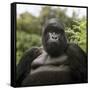 Mountain Gorilla Male-Adrian Warren-Framed Stretched Canvas