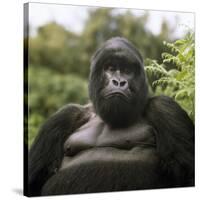 Mountain Gorilla Male-Adrian Warren-Stretched Canvas