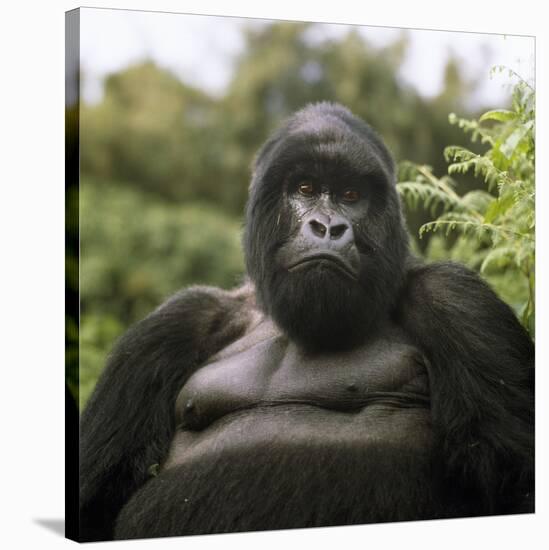 Mountain Gorilla Male-Adrian Warren-Stretched Canvas