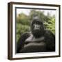 Mountain Gorilla Male-Adrian Warren-Framed Photographic Print