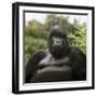 Mountain Gorilla Male-Adrian Warren-Framed Photographic Print