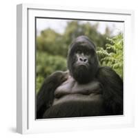 Mountain Gorilla Male-Adrian Warren-Framed Photographic Print