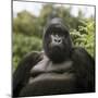 Mountain Gorilla Male-Adrian Warren-Mounted Photographic Print