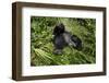 Mountain Gorilla resting, Volcanoes National Park, Rwanda-Pedro Narra-Framed Photographic Print