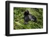 Mountain Gorilla resting, Volcanoes National Park, Rwanda-Pedro Narra-Framed Photographic Print