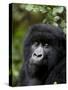 Mountain Gorilla, Rwanda, Africa-Milse Thorsten-Stretched Canvas