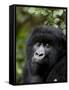 Mountain Gorilla, Rwanda, Africa-Milse Thorsten-Framed Stretched Canvas