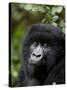 Mountain Gorilla, Rwanda, Africa-Milse Thorsten-Stretched Canvas