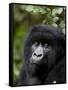 Mountain Gorilla, Rwanda, Africa-Milse Thorsten-Framed Stretched Canvas