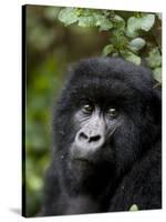 Mountain Gorilla, Rwanda, Africa-Milse Thorsten-Stretched Canvas