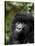 Mountain Gorilla, Rwanda, Africa-Milse Thorsten-Stretched Canvas