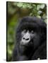 Mountain Gorilla, Rwanda, Africa-Milse Thorsten-Stretched Canvas