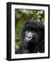 Mountain Gorilla, Rwanda, Africa-Milse Thorsten-Framed Photographic Print