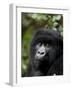 Mountain Gorilla, Rwanda, Africa-Milse Thorsten-Framed Photographic Print