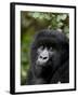 Mountain Gorilla, Rwanda, Africa-Milse Thorsten-Framed Photographic Print