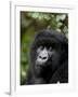 Mountain Gorilla, Rwanda, Africa-Milse Thorsten-Framed Photographic Print