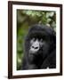 Mountain Gorilla, Rwanda, Africa-Milse Thorsten-Framed Photographic Print