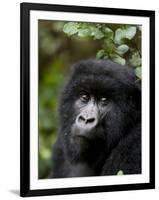 Mountain Gorilla, Rwanda, Africa-Milse Thorsten-Framed Photographic Print