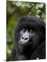 Mountain Gorilla, Rwanda, Africa-Milse Thorsten-Mounted Photographic Print