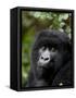 Mountain Gorilla, Rwanda, Africa-Milse Thorsten-Framed Stretched Canvas