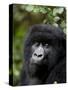 Mountain Gorilla, Rwanda, Africa-Milse Thorsten-Stretched Canvas