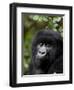 Mountain Gorilla, Rwanda, Africa-Milse Thorsten-Framed Photographic Print