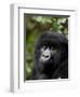 Mountain Gorilla, Rwanda, Africa-Milse Thorsten-Framed Photographic Print