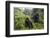 Mountain gorilla, silverback and juvenile son, Rwanda-Christophe Courteau-Framed Photographic Print