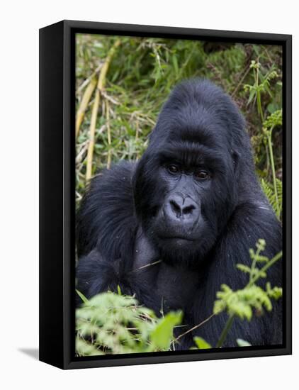 Mountain Gorilla Silverback, Kongo, Rwanda, Africa-Milse Thorsten-Framed Stretched Canvas