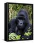 Mountain Gorilla Silverback, Kongo, Rwanda, Africa-Milse Thorsten-Framed Stretched Canvas