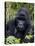 Mountain Gorilla Silverback, Kongo, Rwanda, Africa-Milse Thorsten-Stretched Canvas