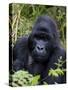 Mountain Gorilla Silverback, Kongo, Rwanda, Africa-Milse Thorsten-Stretched Canvas