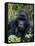 Mountain Gorilla Silverback, Kongo, Rwanda, Africa-Milse Thorsten-Framed Stretched Canvas