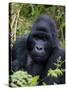 Mountain Gorilla Silverback, Kongo, Rwanda, Africa-Milse Thorsten-Stretched Canvas