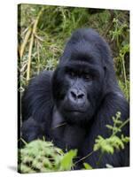 Mountain Gorilla Silverback, Kongo, Rwanda, Africa-Milse Thorsten-Stretched Canvas