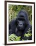 Mountain Gorilla Silverback, Kongo, Rwanda, Africa-Milse Thorsten-Framed Premium Photographic Print