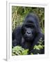 Mountain Gorilla Silverback, Kongo, Rwanda, Africa-Milse Thorsten-Framed Premium Photographic Print