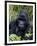 Mountain Gorilla Silverback, Kongo, Rwanda, Africa-Milse Thorsten-Framed Premium Photographic Print