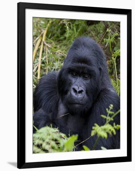 Mountain Gorilla Silverback, Kongo, Rwanda, Africa-Milse Thorsten-Framed Premium Photographic Print