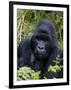 Mountain Gorilla Silverback, Kongo, Rwanda, Africa-Milse Thorsten-Framed Premium Photographic Print