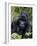 Mountain Gorilla Silverback, Kongo, Rwanda, Africa-Milse Thorsten-Framed Photographic Print